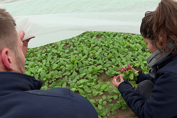 Un épisode de froid qui n'est pas pour déplaire aux agriculteurs