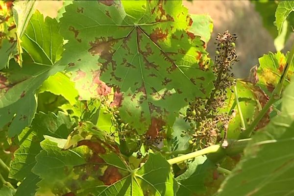 Le mildiou s'attaque aux vignes ... archives