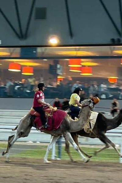 Une des deux courses de dromadaires sur quelques centaines de mètres à l'hippodrome de Reims (Marne).