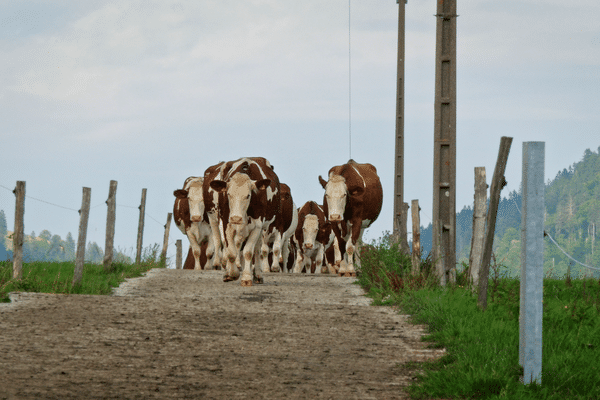 Des vaches montbéliardes dans la campagne