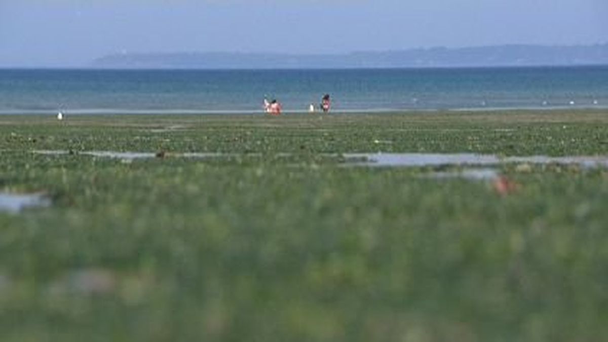 Bretagne : Les échouages d'algues vertes ont été moins importants l'an  dernier