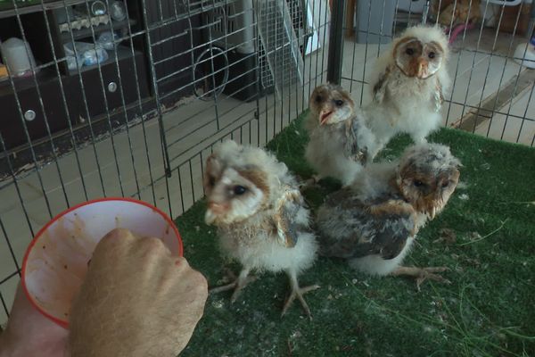 La seconde mission du Parc sauvage est l'élevage et la conservation des espèces animales. Ici, Alexandre Duguet nourrit des bébés chouettes effraies.