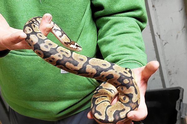 L'animal saisi par la police est un python royal.