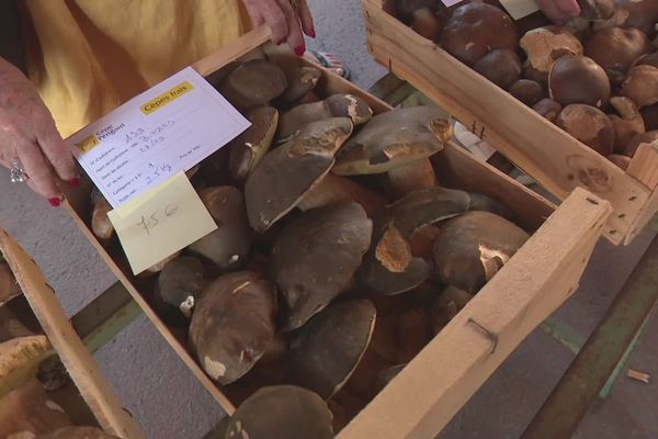 De beaux cèpes au marché de Mussidan ce jeudi 27 septembre.. qui venaient surtout de Charente.