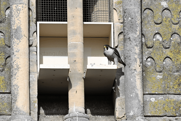 Un premier nid a été installé au niveau de l'église Saint-Etienne à Caen, un couple y a élu domicile.