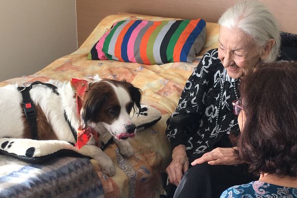 Véga, chienne accompagnatrice à l'EHPAD de Lezoux (Puy-de-Dôme), apporte bien-être et joie de vivre aux résidents.