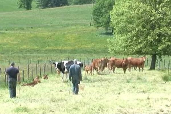 Benayes, en Corrèze. Les éleveurs bovins du Limousin redoutent les conséquences de l'accord de libre-échange entre l'Union Européenne et les Etats-Unis (TAFTA) actuellement en cours de négociation