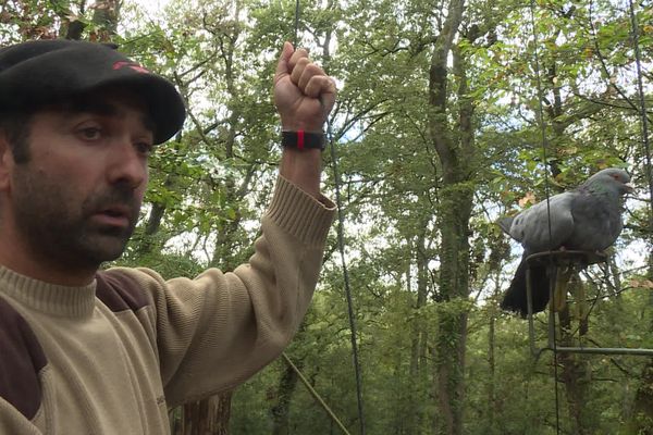 La saison de la chasse à la palombe ouvre dans quelques jours dans les Landes