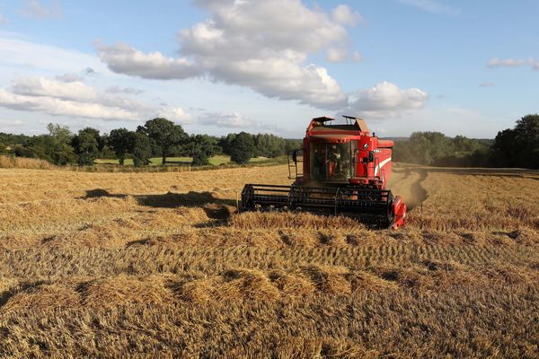 Les moissonneuses batteuses sont entrées en action pour récolter l’orge d’hiver dès la mi-juin, en Pays de la Loire