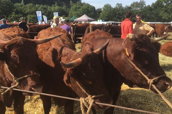 On compte plus de 215 000 vaches Salers en France. 40% du cheptel est représenté par le Cantal. 