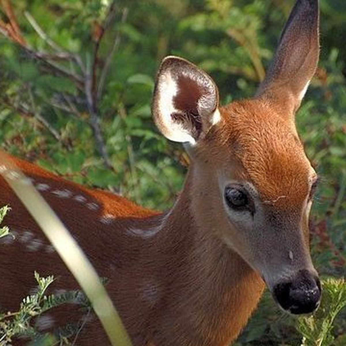 Calvados Ne Touchez Pas Les Bebes Faons Ils Risquent De Mourir