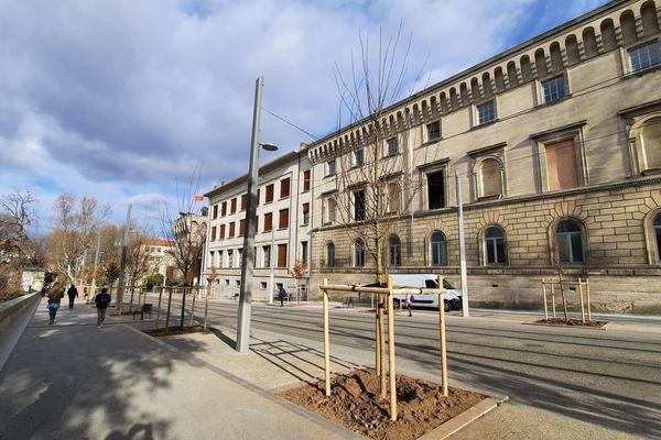 Montpellier - des ormes pour remplacer les platanes malades abattus en octobre le long du boulevard Henri IV - 31 janvier 2022.