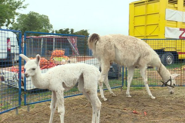 Un bébé lama, né il y a une vingtaine de jours et sa mère, sont nourris notamment grâce à la solidarité des agriculteurs du Vaucluse.