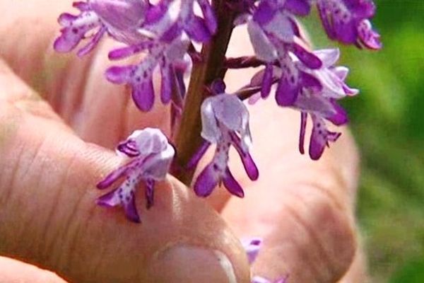 Le saviez-vous ? 47 espèces d'orchidées sauvages poussent en Lorraine !