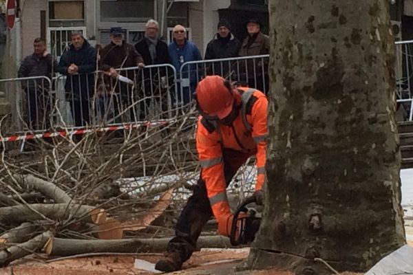 Sur la place Aristide Briand, la campagne d'abattage a commencé ce matin sous les regards des Sétois - 23 janvier 2017