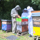 Cette année, les collégiens ont été initiés à plusieurs métiers et notamment celui d'apiculteur.