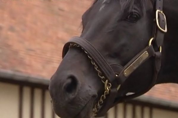 Le Havre, le meilleur étalon du haras de la Cauvinière, au coeur du Pays d'Auge. 