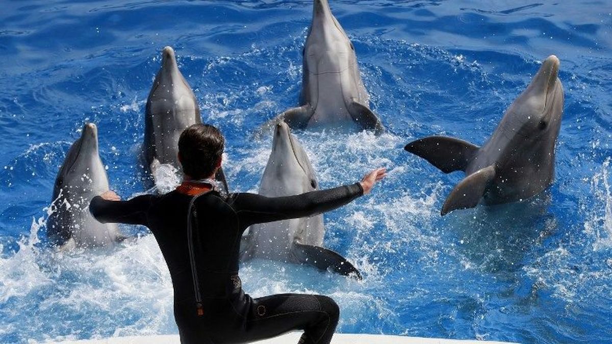 La Maltraitance C Est Priver Les Animaux De Reproduction Pour Les Soigneurs De Marineland