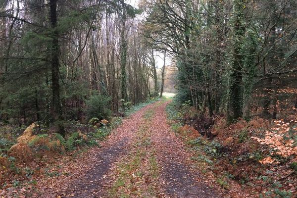 Bois à Vildé-Guingalan (Côtes d'Armor) où la jeune femme avait été violée