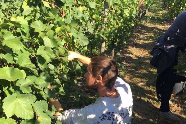 Le dispositif "RSA - Vendanges" existe déjà dans plusieurs départements en France. Photo d'illustration.