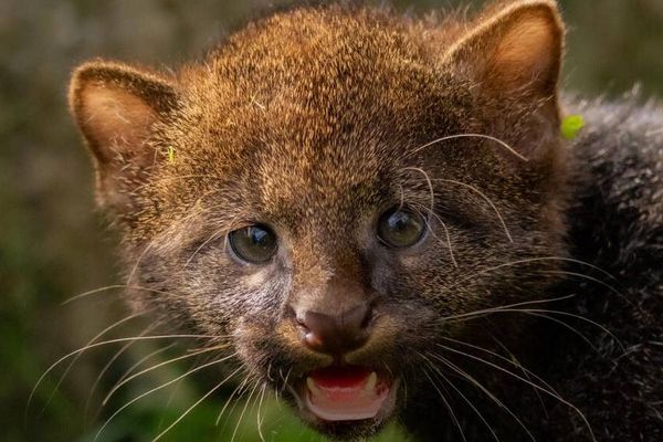 Un bébé jaguarondi est né au Domaine des Fauves des Abrets en Dauphiné, en Isère.