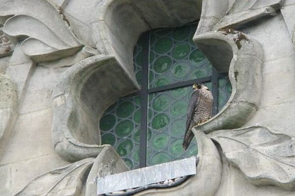 Un des faucons pèlerins. 