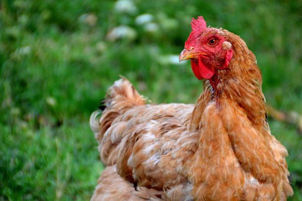 Une poule dans une ferme de Biras (Dordogne), le 15 septembre 2015