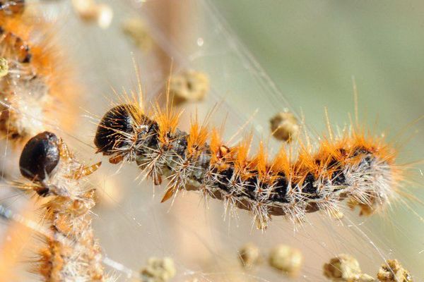 Chenille processionnaire