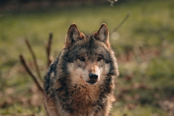 Un loup aurait été identifié dans le nord de la Gironde en octobre 2024 (image d'illustration).