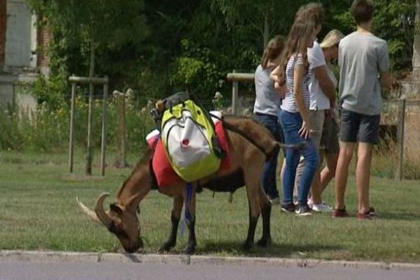 Le bouc Rico en pleine visite guidée de son village dans l'Aisne. 