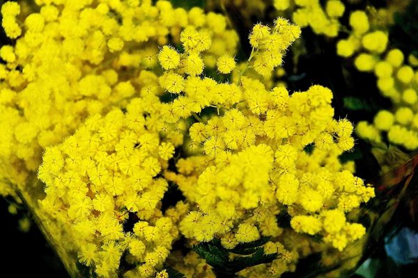 Dans les Pyrénées-Orientales, la récolte du mimosa a démarré avec un mois d'avance - Décembre 2015