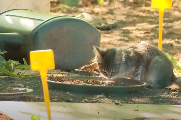 L'un des 39 chats du propriétaire de Chapelle-des-Buis. 