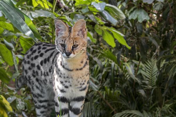 Un serval photographié dans son milieu naturel en 2023 en Afrique. L'espèce est menacée.