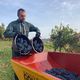 Vendanges tardives, à la mi-octobre 2024, sur certaines parcelles de l'AOC Marcillac en Aveyron. La raison : un manque d'heures d'ensoleillement cette année.