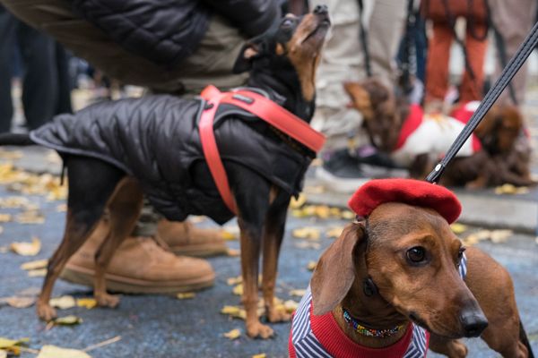 Vacances. Comment faire se rencontrer deux chiens ?