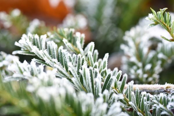 Jardinage. De premières gelées blanches annoncées, quelles plantes protéger dans le jardin ?