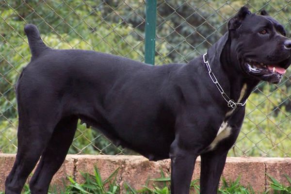 C'est un élevage de Cane Corso qui a été démantelé.