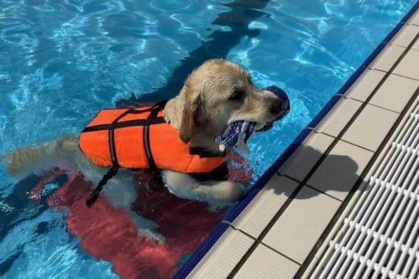 Aquatoutou : une piscine entièrement réservée aux chiens à Freyming-Merlebach en Moselle.