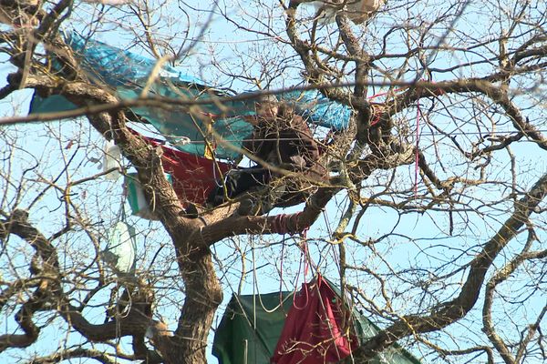 4 écureuils sont toujours perchés dans les arbres à Saïx dans le sud du Tarn, le long du tracé à la future A 69 qui doit relier Castres à Toulouse.