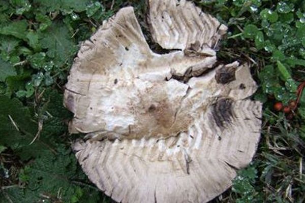 La trace de pas visible dans le champignon