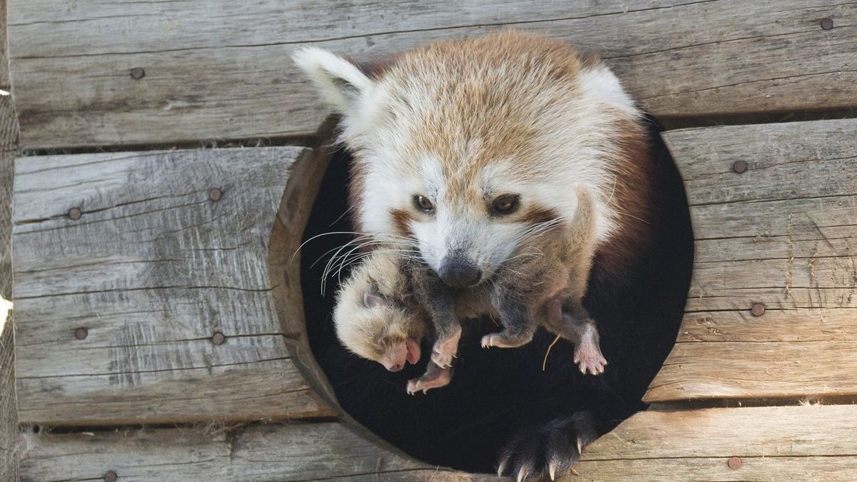 Video Les Premieres Images Du Bebe Panda Roux Du Parc Animalier D Auvergne Revelees