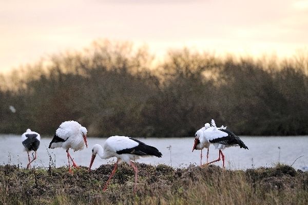 Des cigognes dans le parc du Marquenterre, situé au nord de la baie de Somme. 