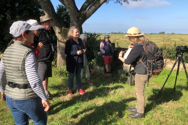 La Ligue pour la protection des oiseaux de Loire-Atlantique organise des sorties ornithologiques tout l'été