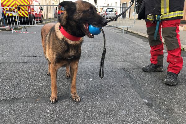 Jola, chien berger malinois, spécialisé dans la recherche de personnes, intervient à Saint-Nazaire dans les décombres d'un immeuble sinistré par un incendie le 16 novembre 2021