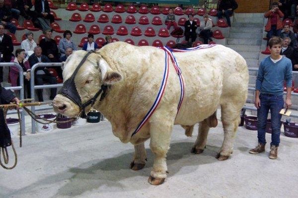 Felletin, originaire de l'Allier a quatre ans et pèse une tonne quatre-cent quatre-vingt kilos!