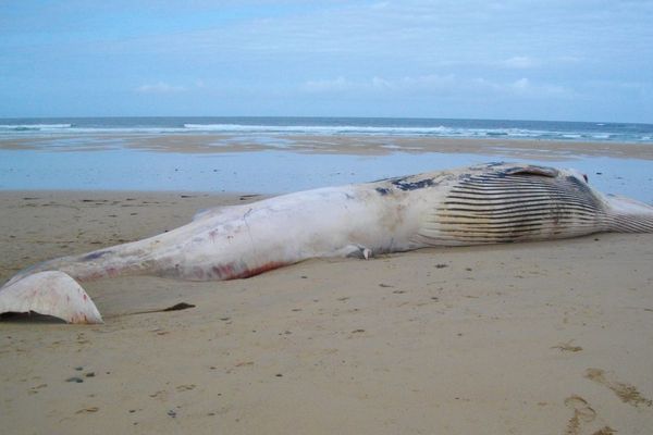 Le rorqual commun échoué sur la plage de Crozon mesure 17 m de long pour environ 30 tonnes