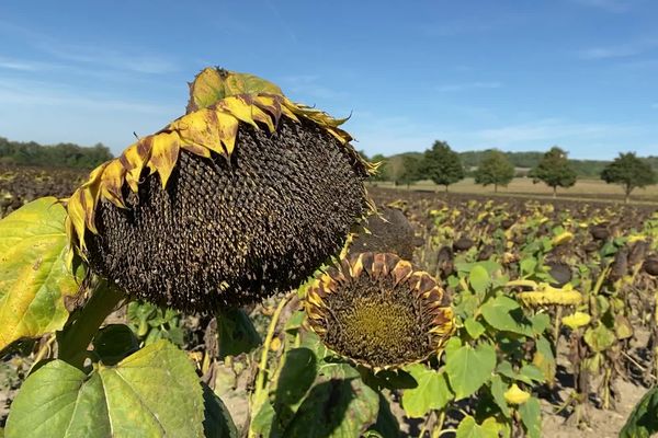 La culture du tournesol fait son grand retour dans l'Aisne.