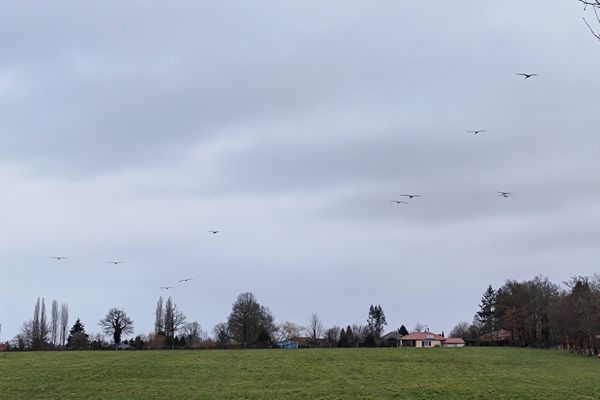 Les cigognes étaient déjà de passage à Saint-Junien en février dernier, dans le sens contraire.