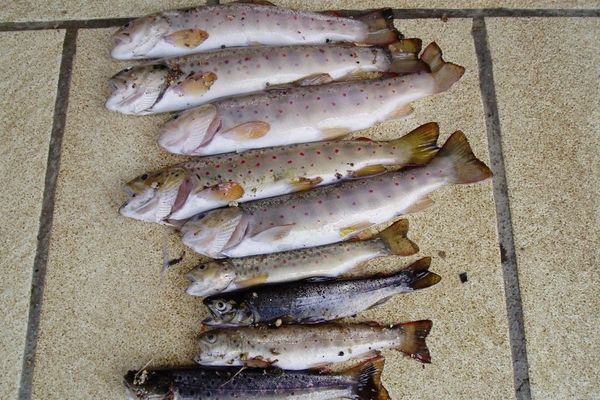 9 truites retrouvées mortes dans l'Artière à Beaumont après qu'un déversoir d'orage bouché à Ceyrat a pollué la rivière.  