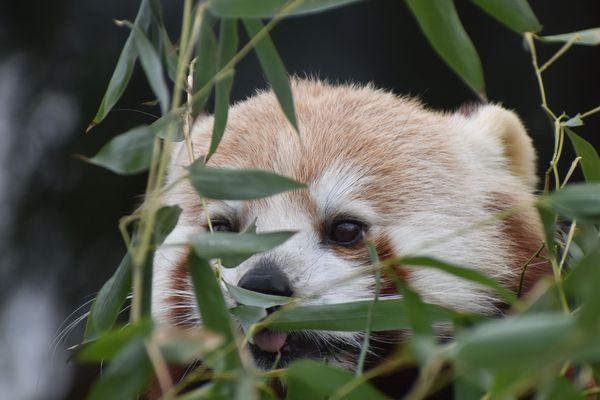 Bao, le père des petits pandas roux nés le 3 juin au zoo de Jurques